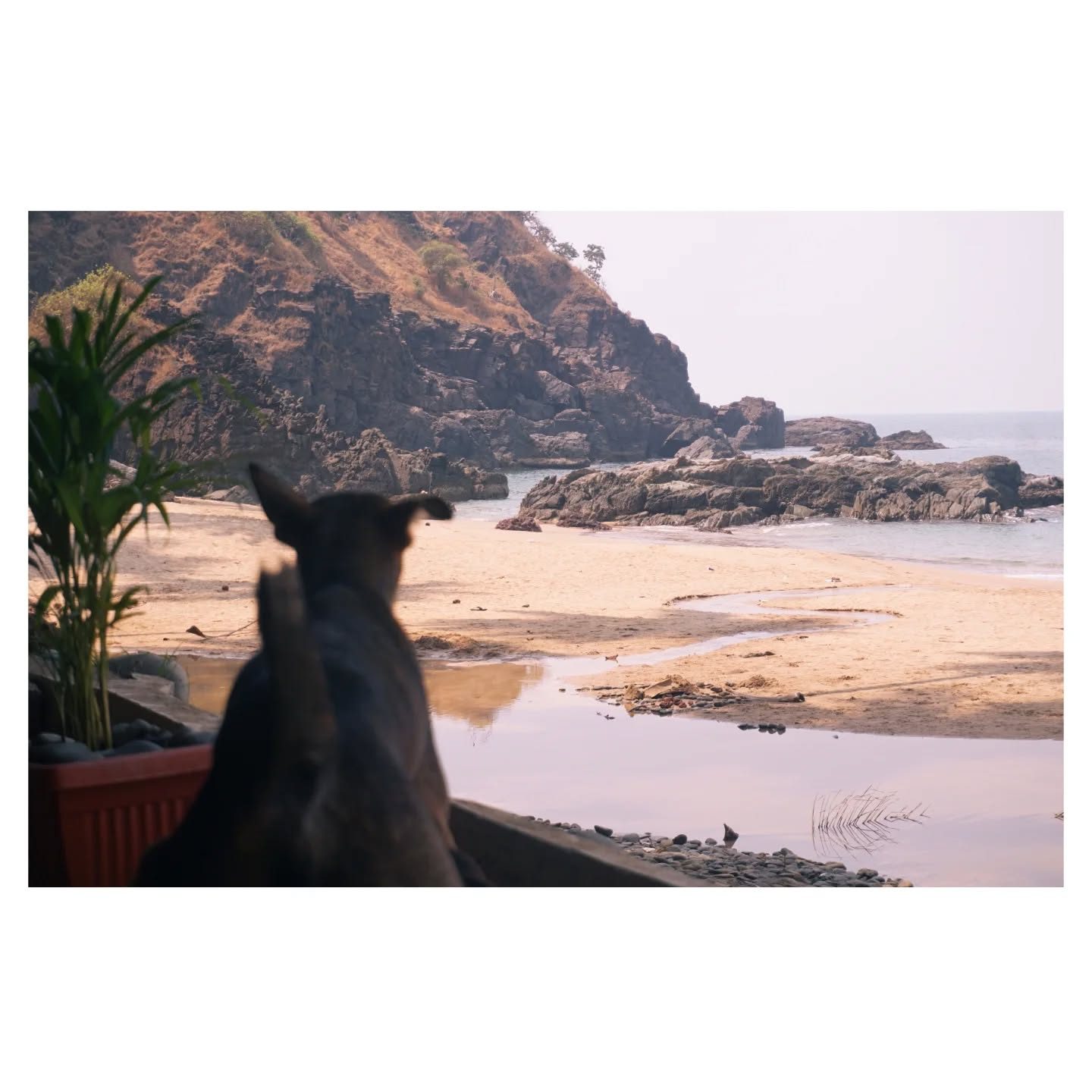 yeh aakhein itni khush hall1 ke baad goa me he dikhi h.🍻🌊🏖️👑
