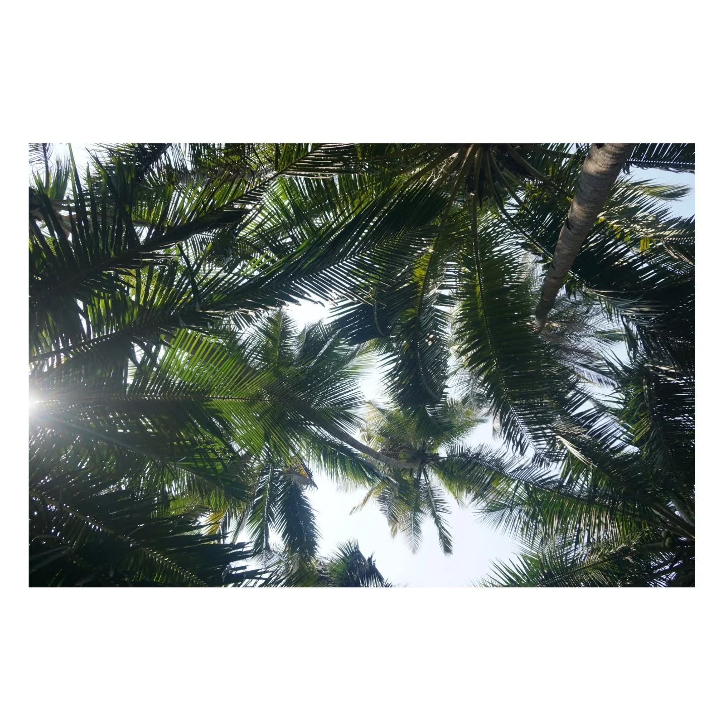 yeh aakhein itni khush hall1 ke baad goa me he dikhi h.🍻🌊🏖️👑